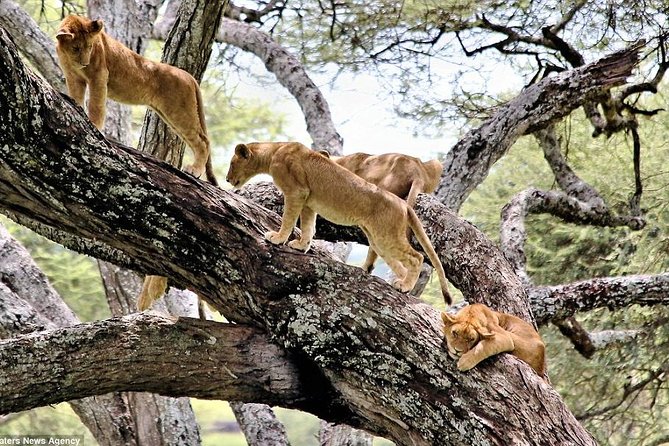 manyara lion